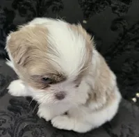 Pup 04 Male, a male Shih Tzu for sale in Jacksonville, FL – 3 of 5