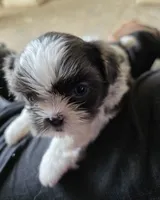 Shitzu Cuteness 1, a female Shih Tzu for sale in Jacksonville, FL – 9 of 10