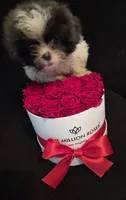 Shitzu, a female Shih Tzu for sale in Jacksonville, FL – 7 of 8