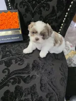 Pup 04 Male, a male Shih Tzu for sale in Jacksonville, FL – 4 of 5