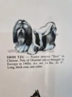 Pup Three, a female Shih Tzu for sale in Jacksonville, FL – 7 of 9