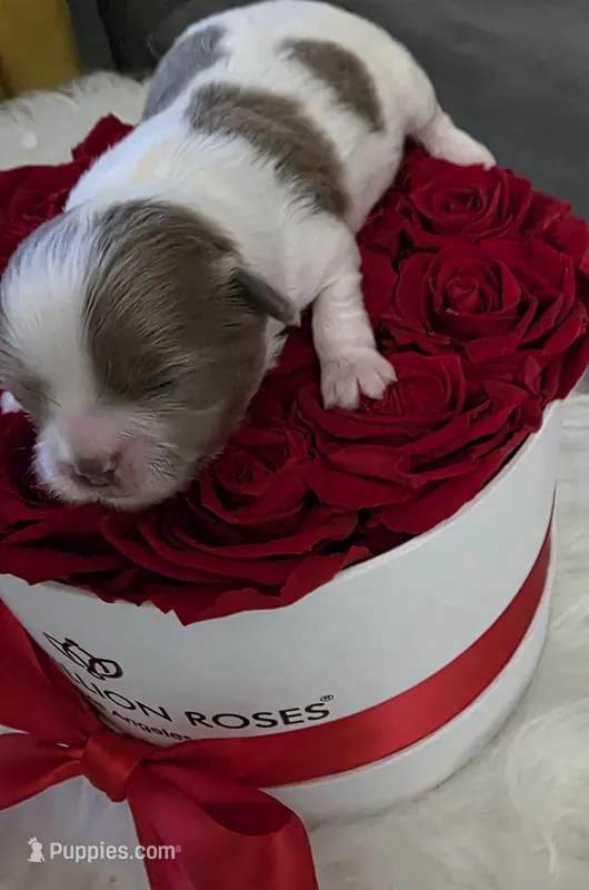 Shih Tzu Me Please – Shih Tzu puppy for sale in Jacksonville, FL