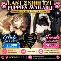 Shitzu, a female Shih Tzu for sale in Jacksonville, FL – 7 of 7
