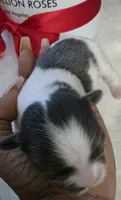 Shitzu Cuteness 1, a female Shih Tzu for sale in Jacksonville, FL – 2 of 6