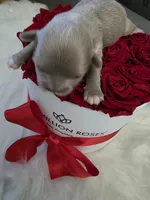 Shih Tzu love 2, a male Shih Tzu for sale in Jacksonville, FL – 4 of 6