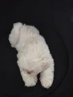Pup Three, a female Shih Tzu for sale in Jacksonville, FL – 2 of 8