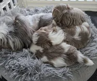 Pup 04 Male, a male Shih Tzu for sale in Jacksonville, FL – 5 of 5