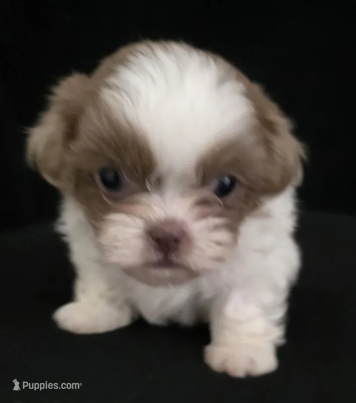 Pup 06 boy – Shih Tzu puppy for sale in Jacksonville, FL