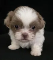 Pup 06 boy, a male Shih Tzu for sale in Jacksonville, FL – 1 of 6