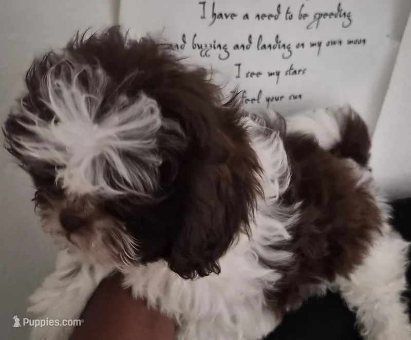 Pup two – Shih Tzu puppy for sale in Jacksonville, FL