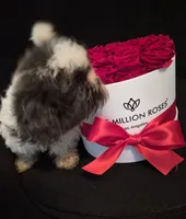Shitzu, a female Shih Tzu for sale in Jacksonville, FL – 5 of 8