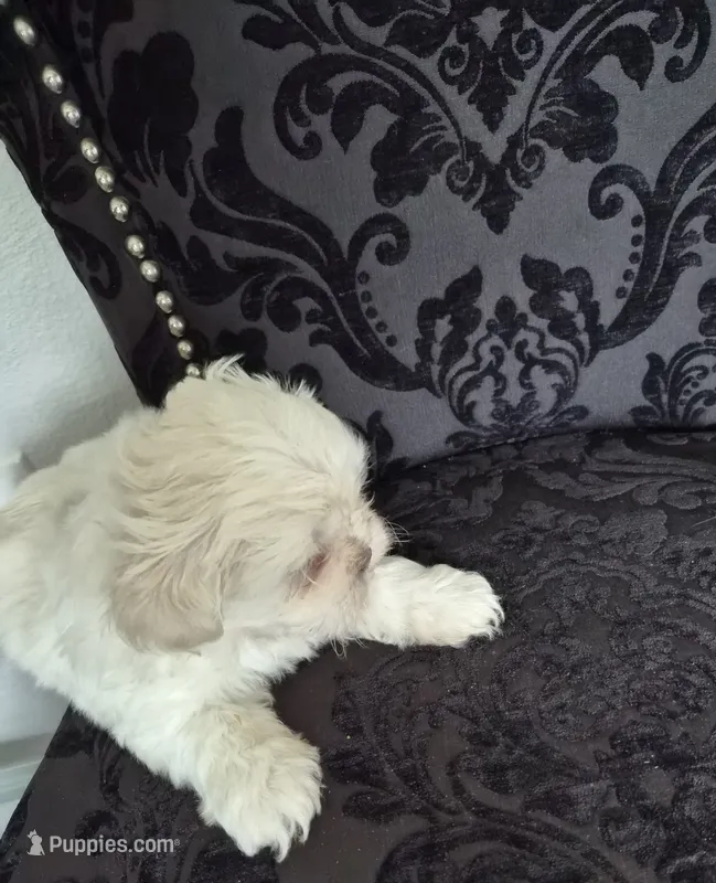 Pup one  – Shih Tzu puppy for sale in Jacksonville, FL