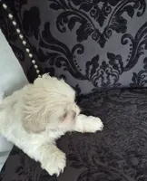 Pup one , a male Shih Tzu for sale in Jacksonville, FL – 1 of 1