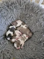 Shih Tzu Me Please, a female Shih Tzu for sale in Jacksonville, FL – 6 of 6
