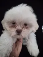 Pup Three, a female Shih Tzu for sale in Jacksonville, FL – 4 of 8