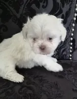 Pup Three, a female Shih Tzu for sale in Jacksonville, FL – 7 of 8