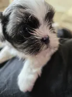 Shitzu Cuteness 1, a female Shih Tzu for sale in Jacksonville, FL – 10 of 10