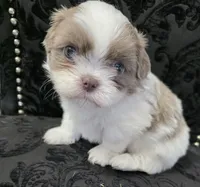 Pup 04 Male, a male Shih Tzu for sale in Jacksonville, FL – 2 of 5