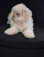 Pup Three, a female Shih Tzu for sale in Jacksonville, FL – 5 of 8