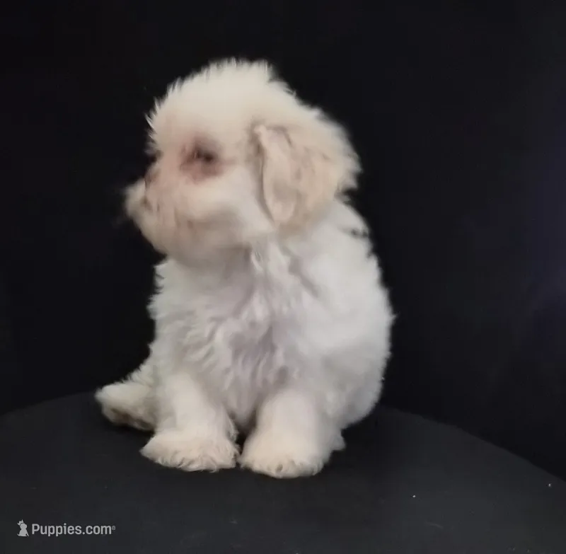 Pup Three – Shih Tzu puppy for sale in Jacksonville, FL