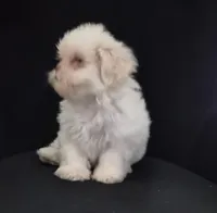 Pup Three, a female Shih Tzu for sale in Jacksonville, FL – 3 of 8
