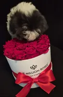 Shitzu, a female Shih Tzu for sale in Jacksonville, FL – 6 of 8