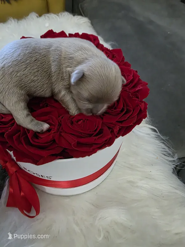 Shih Tzu love 2 – Shih Tzu puppy for sale in Jacksonville, FL