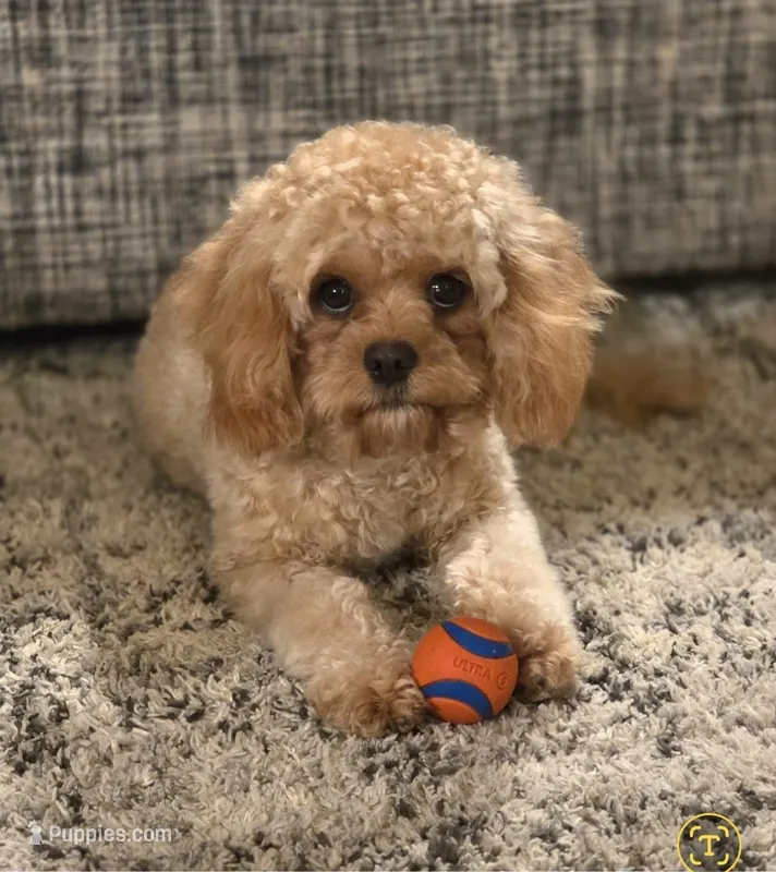 Daisy – Cavapoo puppy for sale in Lewisburg, KY
