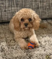 Daisy, a female Cavapoo for sale in Lewisburg, KY – 1 of 3