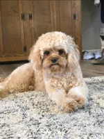 Daisy, a female Cavapoo for sale in Lewisburg, KY – 3 of 3