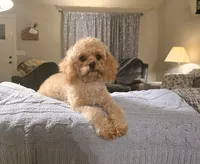 Daisy, a female Cavapoo for sale in Lewisburg, KY – 2 of 3