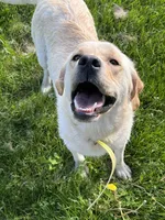 Stella, a female Labrador Retriever for sale in Bucyrus, OH – 2 of 6
