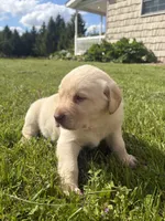 Billy, a male Labrador Retriever for sale in Bucyrus, OH – 2 of 6