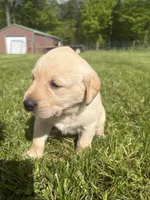 Stella, a female Labrador Retriever for sale in Bucyrus, OH – 6 of 6