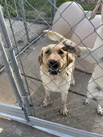 Stella, a female Labrador Retriever for sale in Bucyrus, OH – 3 of 6