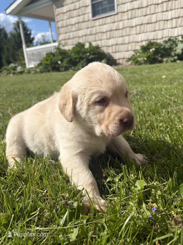 Billy, a male Labrador Retriever for sale in Bucyrus, OH – 1 of 6