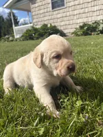 Billy, a male Labrador Retriever for sale in Bucyrus, OH – 1 of 6