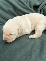 Billy, a male Labrador Retriever for sale in Bucyrus, OH – 4 of 6