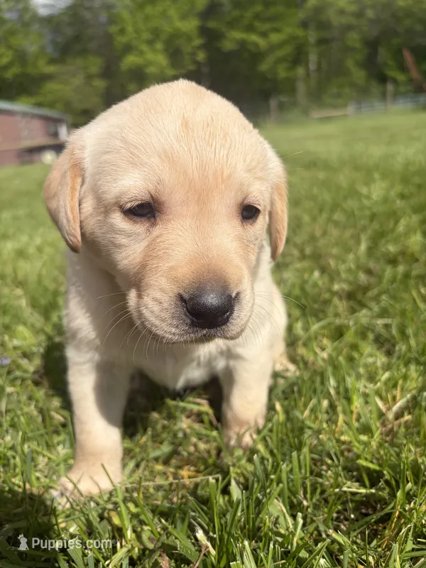 Stella – Labrador Retriever puppy for sale in Bucyrus, OH