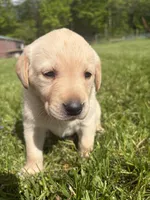 Stella, a female Labrador Retriever for sale in Bucyrus, OH – 1 of 6