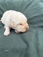 Billy, a male Labrador Retriever for sale in Bucyrus, OH – 3 of 6