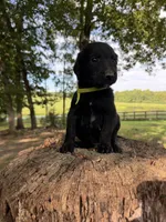 Lime green male , a male Goldendoodle and Labradoodle for sale in Ramseur, NC – 2 of 2