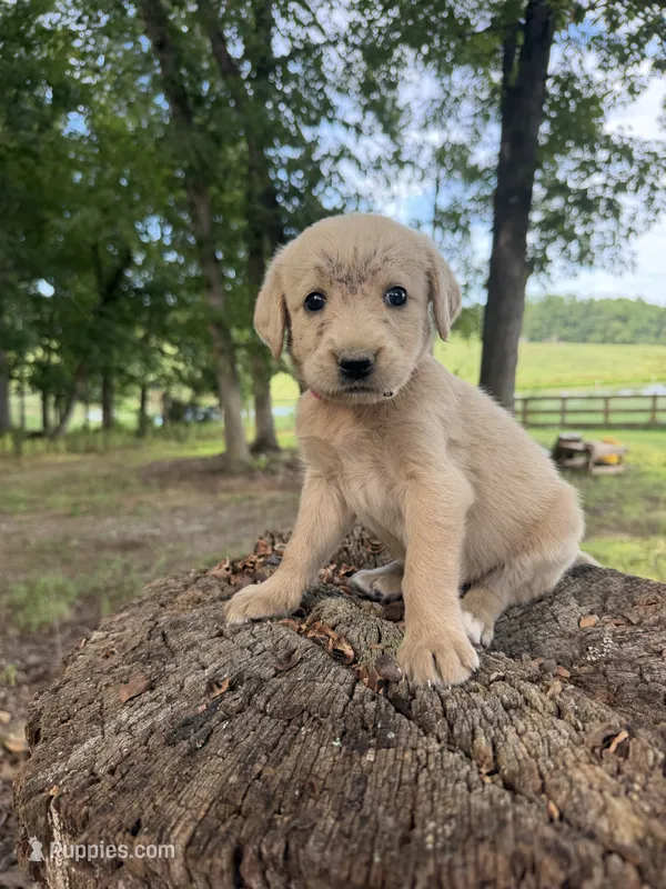 Pink female  – Goldendoodle, Labradoodle puppy for sale in Ramseur, NC