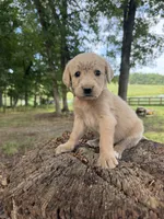 Pink female , a female Goldendoodle and Labradoodle for sale in Ramseur, NC – 1 of 2