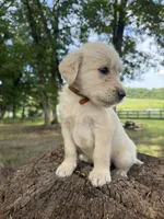 Brown male , a male Goldendoodle and Labradoodle for sale in Ramseur, NC – 2 of 2