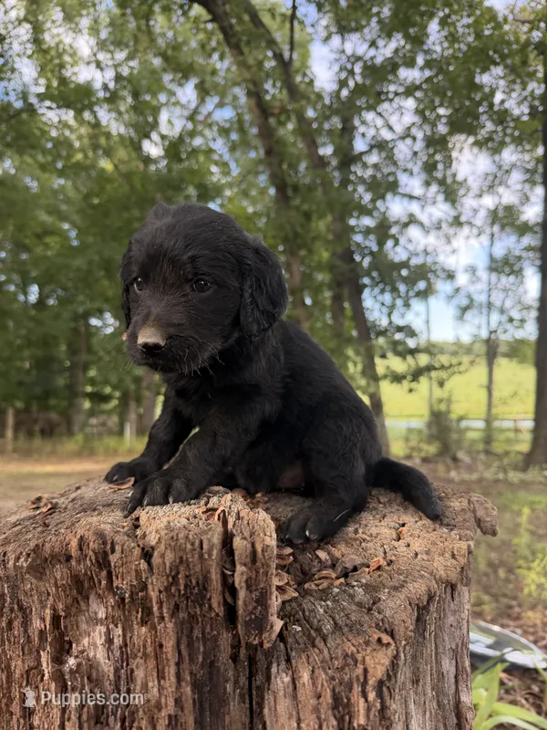 Yellow female  – Goldendoodle, Labradoodle puppy for sale in Ramseur, NC