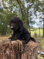 Yellow female , a female Goldendoodle and Labradoodle for sale in Ramseur, NC – 1 of 2