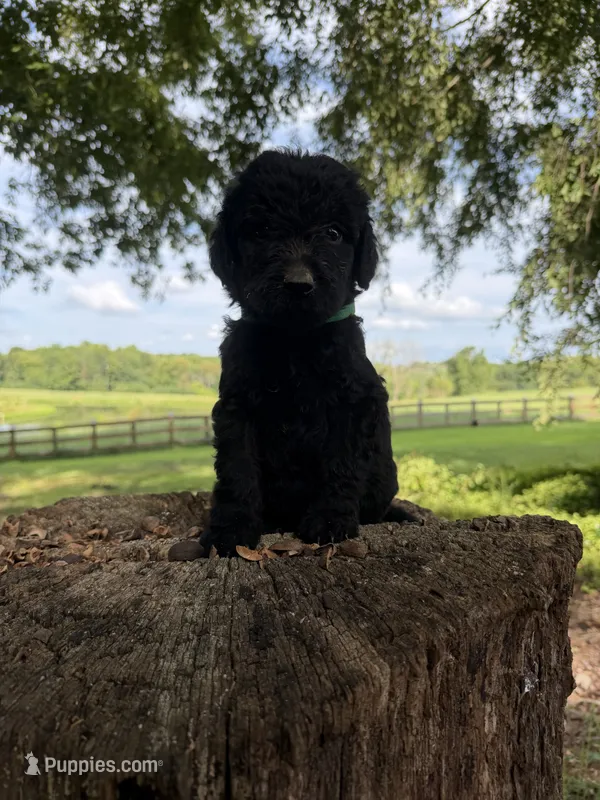 Green male  – Goldendoodle, Labradoodle puppy for sale in Ramseur, NC