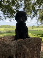 Green male , a male Goldendoodle and Labradoodle for sale in Ramseur, NC – 1 of 2