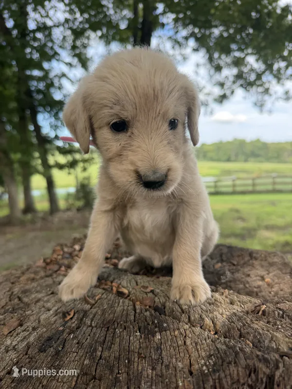 Light pink female – Goldendoodle, Labradoodle puppy for sale in Ramseur, NC